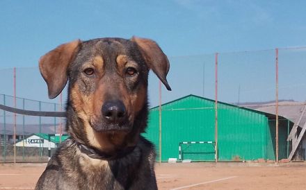 freundliche Lima wartet auf ihre Menschen