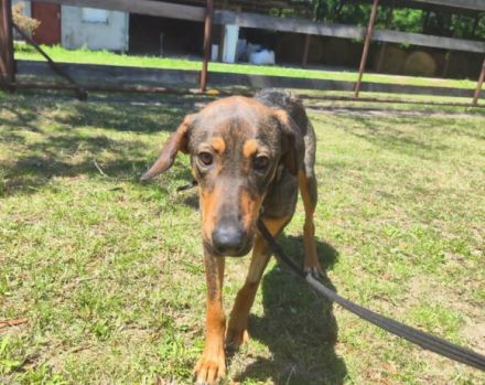 freundliche Lima wartet auf ihre Menschen