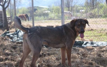 freundliche Lima wartet auf ihre Menschen