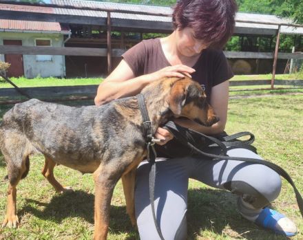 Freundliche Lima wartet auf ihre Menschen