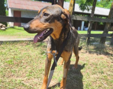 freundliche Lima wartet auf ihre Menschen