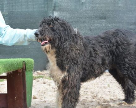 Schenkst du Sava ein Ticket ins Glück?