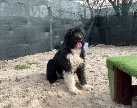 Schenkst du Sava ein Ticket ins Glück?