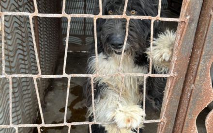 Schenkst du Sava ein Ticket ins Glück?