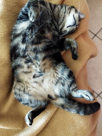 Valntis, geb. ca. 05/2021, lebt in GRIECHENLAND, auf einer privaten Pflegestelle