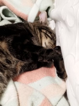 Valntis, geb. ca. 05/2021, lebt in GRIECHENLAND, auf einer privaten Pflegestelle