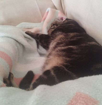 Valntis, geb. ca. 05/2021, lebt in GRIECHENLAND, auf einer privaten Pflegestelle