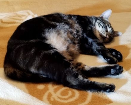 Valntis, geb. ca. 05/2021, lebt in GRIECHENLAND, auf einer privaten Pflegestelle