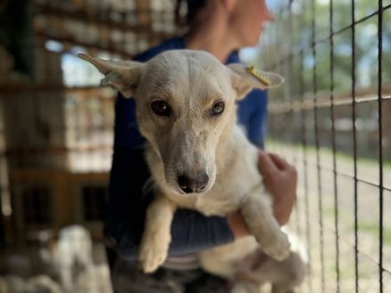 NOEMI  ca. 1 1/2-jährige, sensible, schöne Hündin, ca.47 cm, braucht etwas Zeit zum Auftauen