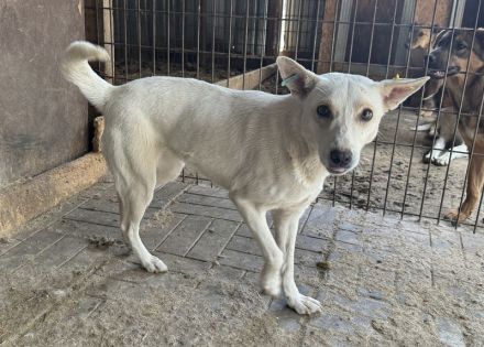 NOEMI  ca. 1 1/2-jährige, sensible, schöne Hündin, ca.47 cm, braucht etwas Zeit zum Auftauen