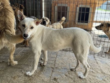 NOEMI  ca. 1 1/2-jährige, sensible, schöne Hündin, ca.47 cm, braucht etwas Zeit zum Auftauen