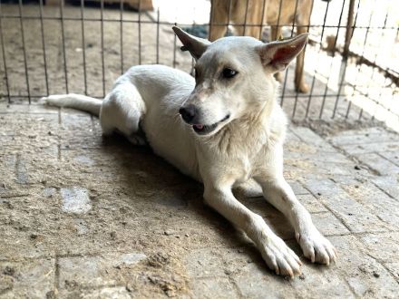 NOEMI  ca. 1 1/2-jährige, sensible, schöne Hündin, ca.47 cm, braucht etwas Zeit zum Auftauen