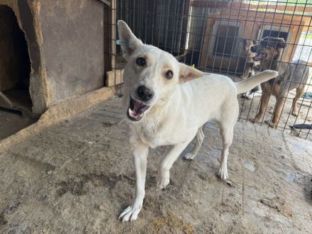 NOEMI  ca. 1 1/2-jährige, sensible, schöne Hündin, ca.47 cm, braucht etwas Zeit zum Auftauen