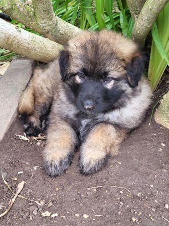 Schäferhund Welpen, Langstockhaar