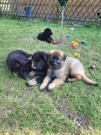 Schäferhund Welpen, Langstockhaar