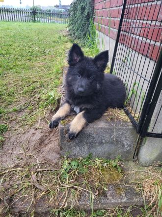 Schäferhund Welpen, Langstockhaar