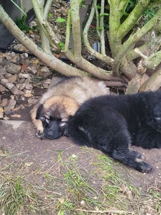 Schäferhund Welpen, Langstockhaar