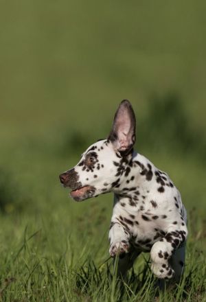 Fabulous Spots Dalmatiner