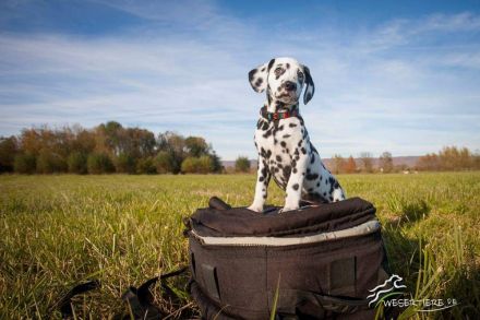 Fabulous Spots Dalmatiner