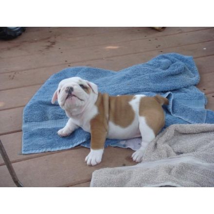 Englische Bulldogge Welpen