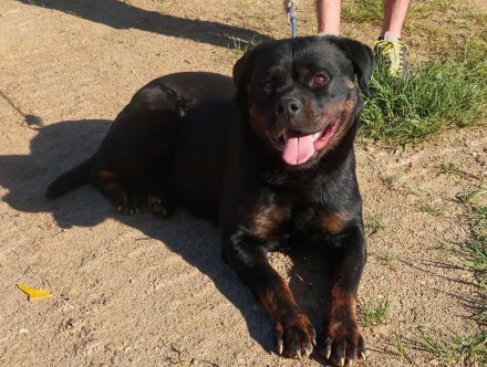 Rottweiler Hündin sucht gutes Zuhause