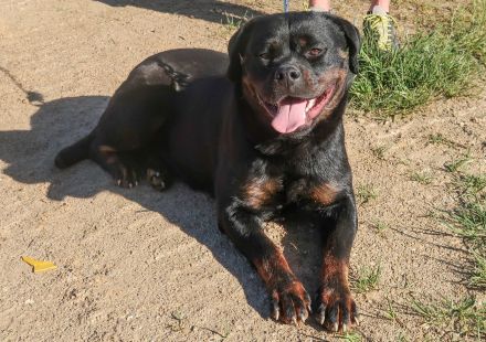 Rottweiler Hündin sucht gutes Zuhause