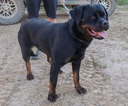Rottweiler Hündin sucht gutes Zuhause
