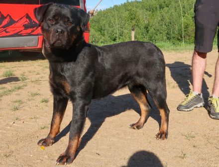 Rottweiler Hündin sucht gutes Zuhause