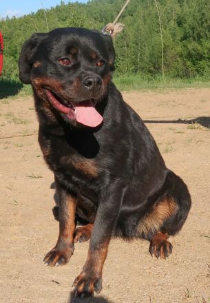 Rottweiler Hündin sucht gutes Zuhause