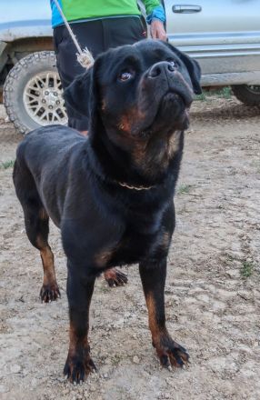 Rottweiler Hündin sucht gutes Zuhause