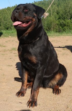 Rottweiler Hündin sucht gutes Zuhause