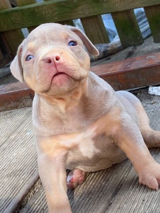 American Bully lilac tri color weibchen