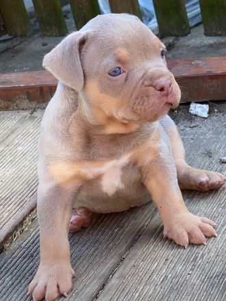 American Bully lilac tri color weibchen