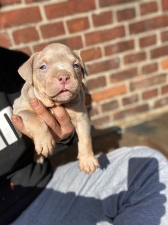 American Bully lilac tri color weibchen