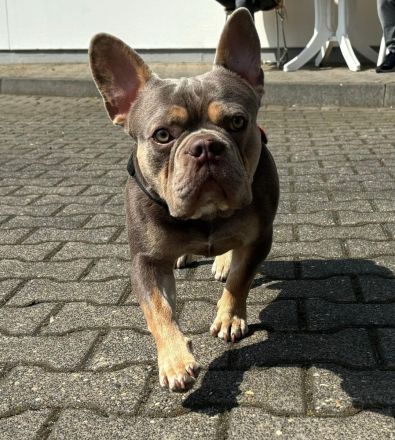 Französische Bulldogge Deckrüde Isabella Cherry Tan mit Stammbaum