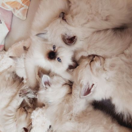 Reinrassige Ragdoll Kitten suchen ein neues Zuhause