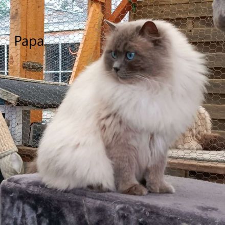 Reinrassige Ragdoll Kitten suchen ein neues Zuhause