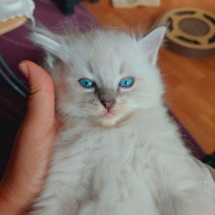 Reinrassige Ragdoll Kitten suchen ein neues Zuhause