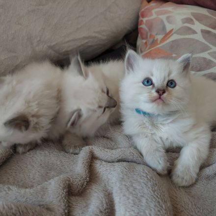 Reinrassige Ragdoll Kitten suchen ein neues Zuhause