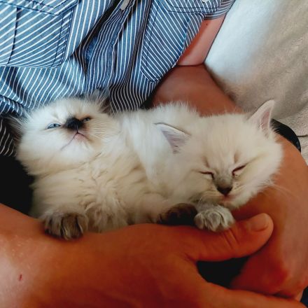 Reinrassige Ragdoll Kitten suchen ein neues Zuhause