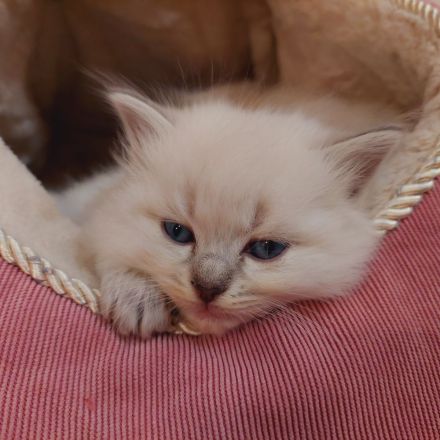 Reinrassige Ragdoll Kitten suchen ein neues Zuhause