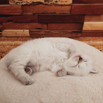 Reinrassige Ragdoll Kitten suchen ein neues Zuhause