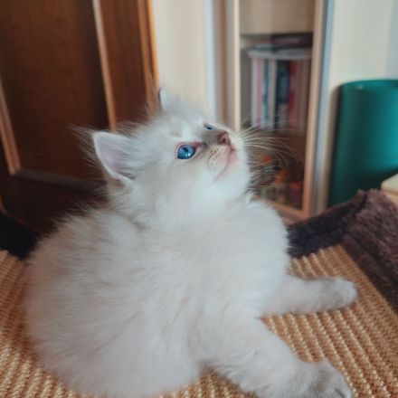 Reinrassige Ragdoll Kitten suchen ein neues Zuhause