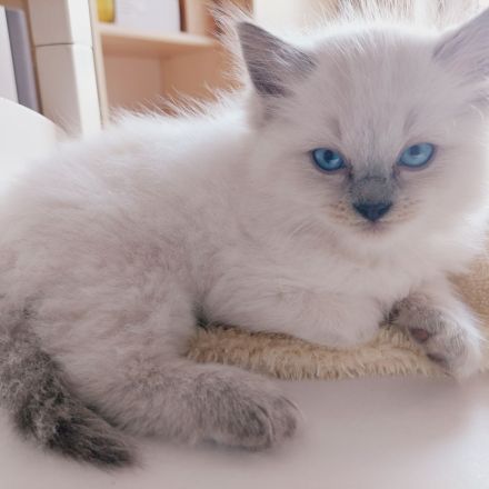 Reinrassige Ragdoll Kitten suchen ein neues Zuhause