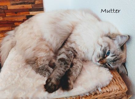 Reinrassige Ragdoll Kitten suchen ein neues Zuhause