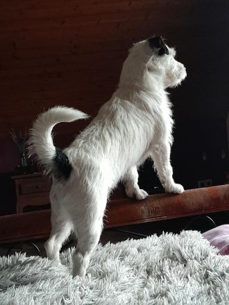 Wunderschöner, charaktervoller Rauhaar Jack Russell Deckrüde mit Stammbaum!