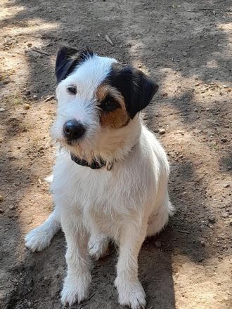 Wunderschöner, charaktervoller Rauhaar Jack Russell Deckrüde mit Stammbaum!