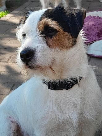 Wunderschöner, charaktervoller Rauhaar Jack Russell Deckrüde mit Stammbaum!