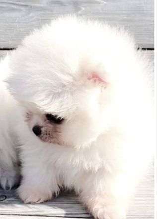 Exclusive Zwergspitz Weibchen+Rüde /Internationale Star-blutline!