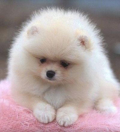 Exclusive Zwergspitz Weibchen+Rüde /Internationale Star-blutline!